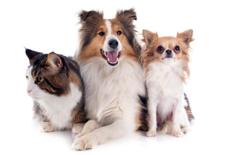 Стерилізація собаки