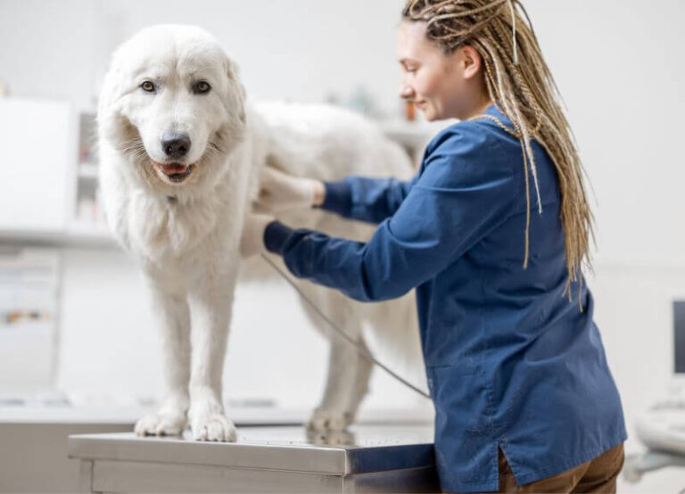 Комплексне обстеження собаки