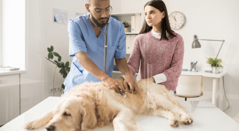 Нефрологічне обстеження собаки