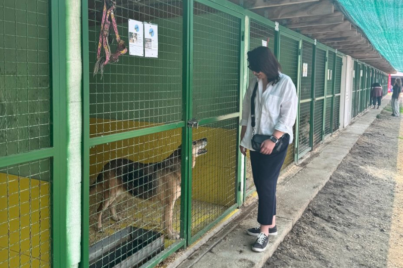 День відкритих дверей у притулку «ЗооПатруль» в Ірпені: як це було