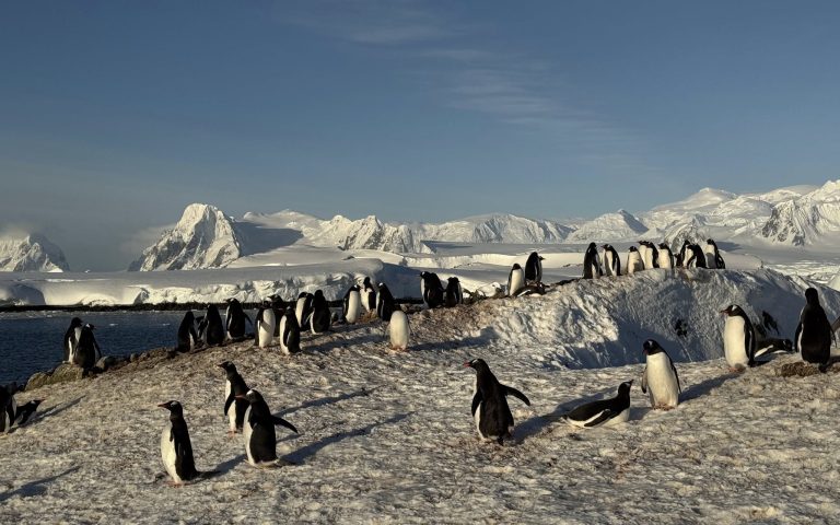 На станцію «Вернадського» повернулися понад сім тисяч пінгвінів
