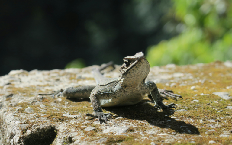 Рідкісні гекони оселилися в будинках Одеси