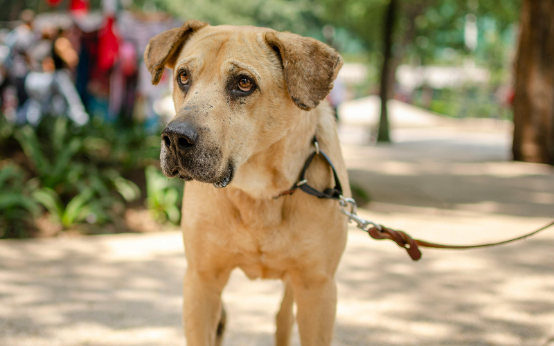 Собака на ланцюгу біля буди