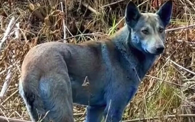 сині собаки у Чорнобильській зоні