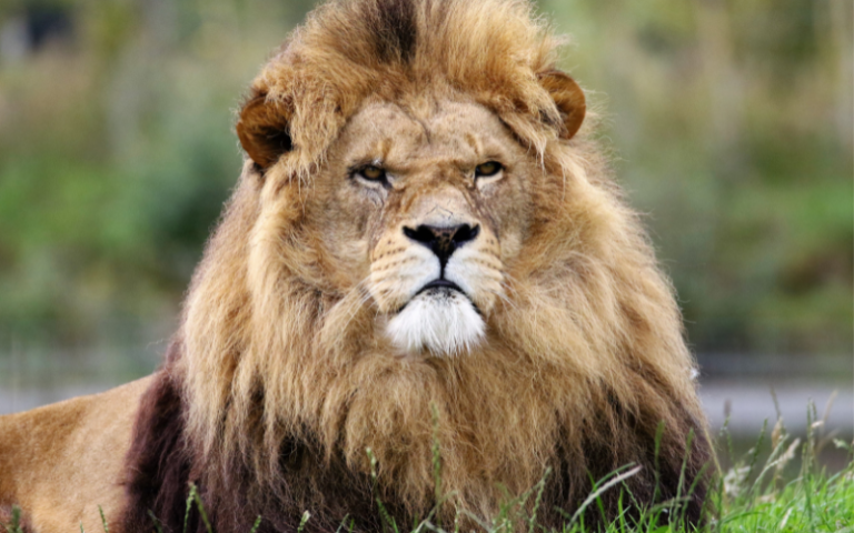 Тварина-провідник за датою народження: що символізує ваш день