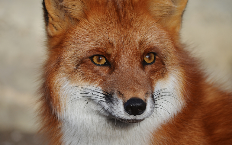 У Києві через випадок сказу у лисиці запровадили карантинні обмеження