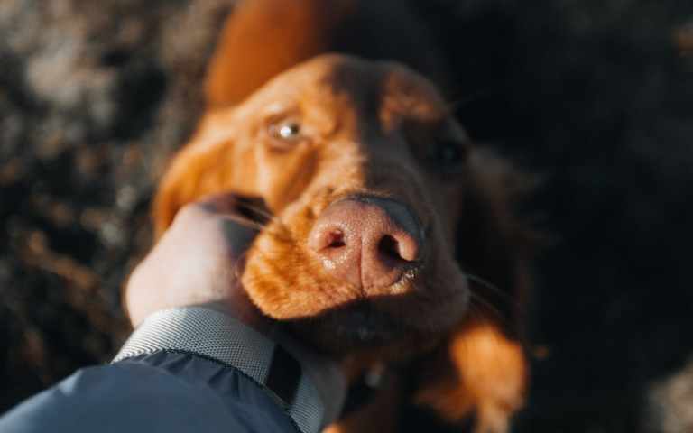 Як не нашкодити улюбленцю: 10 популярних міфів про тварин