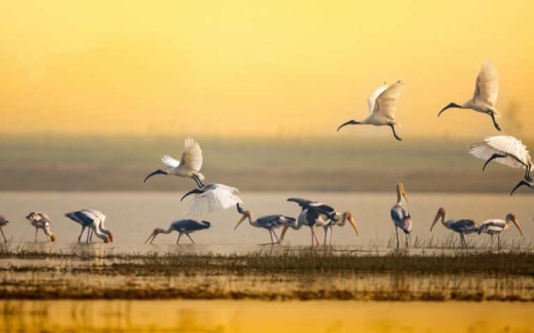 Чому птахи залишають Україну восени: пояснення орнітологів