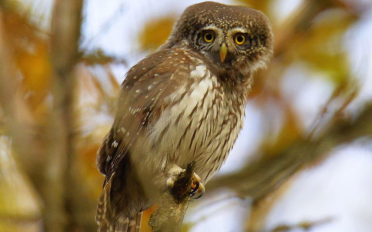 У чорнобильських лісах помітили найменшу сову України — сичика-горобця
